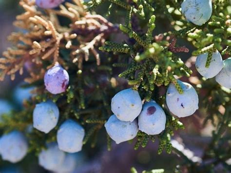 6 Lesser-Known Health Benefits Of Juniper Berries - Boldsky.com