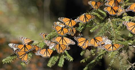 13 Facts About Monarch Butterflies in North America