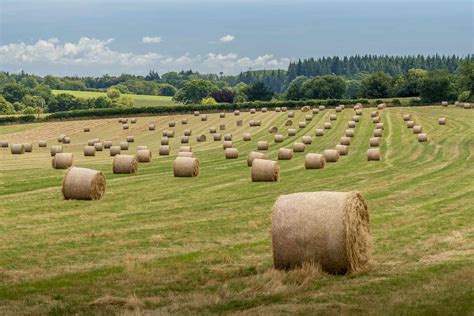 Hay Farming Essentials: A Comprehensive Guide to Growing Hay