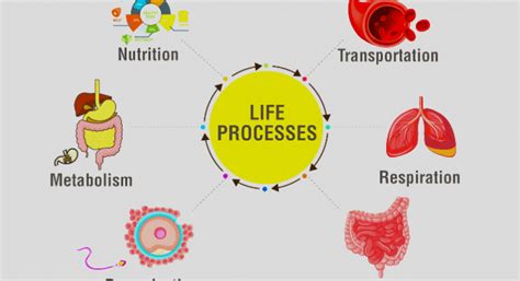 Life Processes Class 10 Notes - CBSE Class Notes Online - Classnotes123