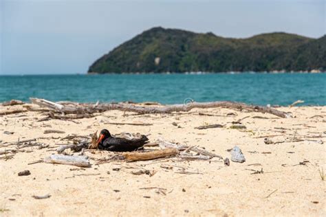 An Oystercatcher Bird Breeding at the Beach of Abel Tasman National ...