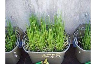 How to Grow Rice Indoors | eHow | Hydroponic growing, Hydroponic ...