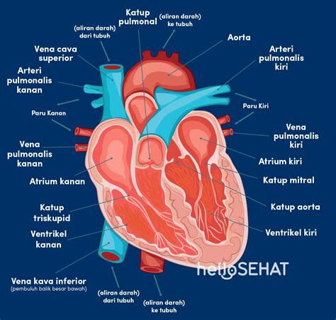 Menelusuri Sistem Peredaran Darah Manusia | Hello Sehat