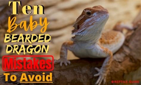 10 Baby Bearded Dragon Care Mistakes New Owners Usually Make...