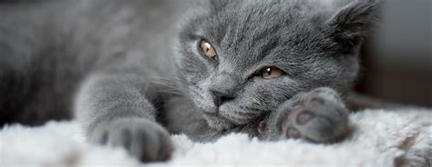 Grey cat laying down