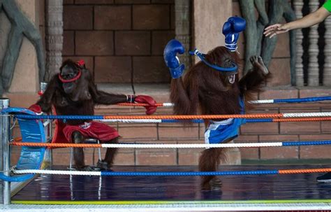 PETITION: End Orangutan Boxing Matches at Cambodian Zoo