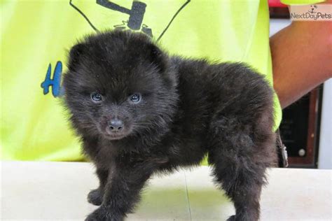 Rules of the Jungle: Schipperke puppies