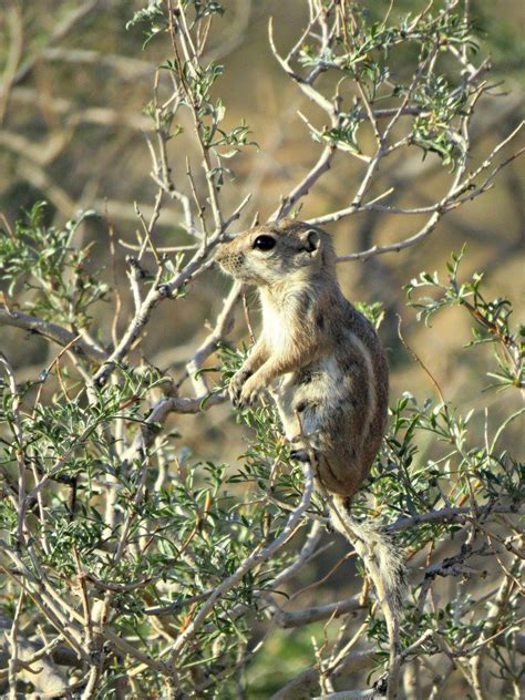 Red Rock Canyon Wildlife - Southwest Explorers