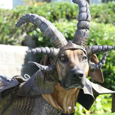 Dragon Dog Costume - Etsy Singapore