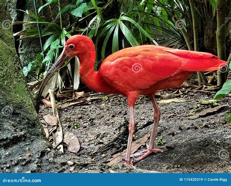 Scarlet Ibis at the Galveston Rainforest Stock Image - Image of natural ...