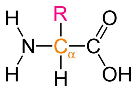 Difference Between Alpha and Beta Amino Acid | Compare the Difference ...