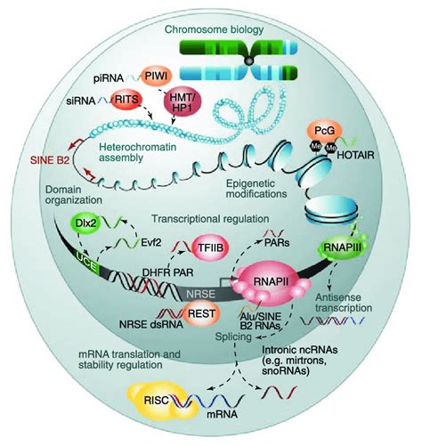 Recent examples of the various levels of regulation of eukaryotic gene ...