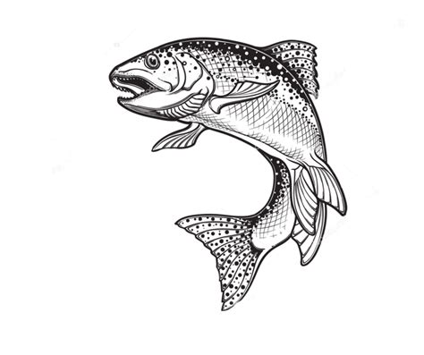 Rainbow trout Drawing Sketch Vector graphics Illustration - fish png ...