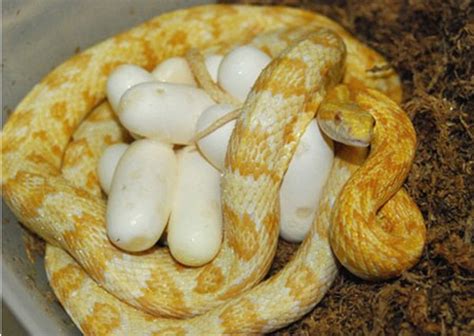 Tips for Breeding Corn Snakes - PetHelpful