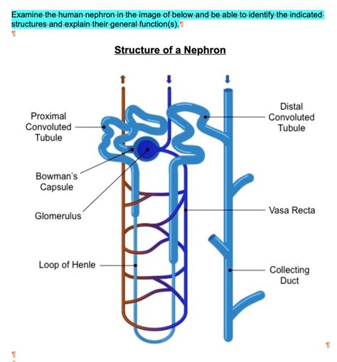 SOLVED: Examine the human nephron in the image of below and be able to ...