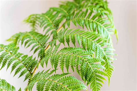 Australian Tree Fern: Plant Care & Growing Guide