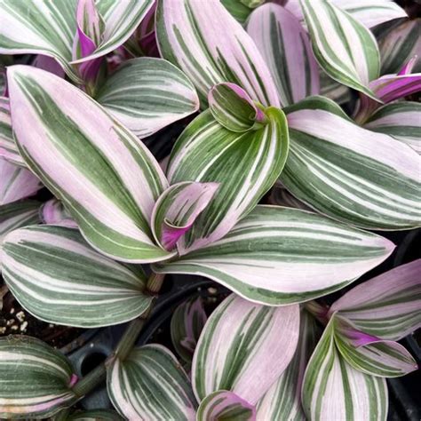 Tradescantia 'Nanouk' | Nanouk Inch Plant | plant lust