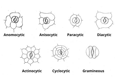 Stomata Structure Types Definition Diagram Functions And Mechanism ...