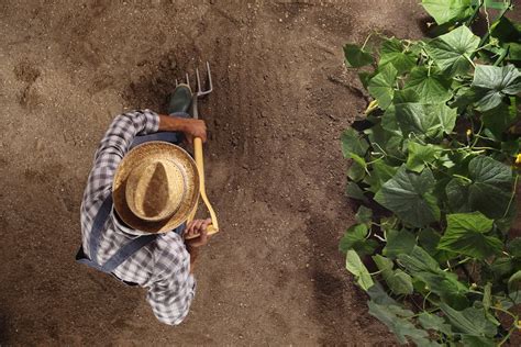 Spading Fork Vs. Digging Fork: What's The Difference?