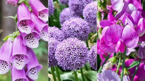 Types Of Purple Flowers With 5 Petals | Best Flower Site