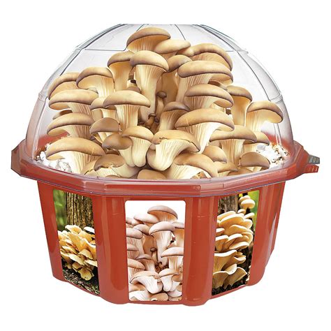 Grow Your Own Oyster Mushrooms | Rapid Growing Kit