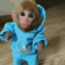 Monkey Gif - GIFcen