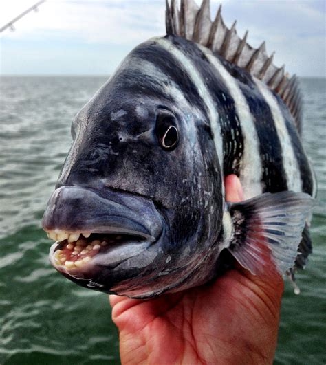 Sheepshead fish lake erie teeth - holfiheart