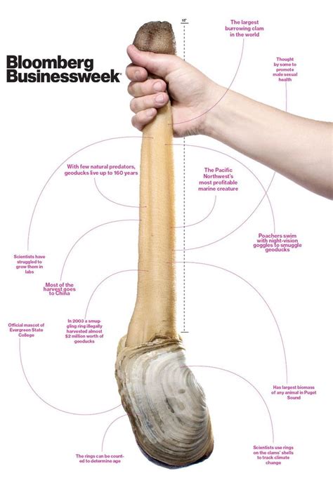 22 best images about Geoduck Clam (yes it's real) on Pinterest ...