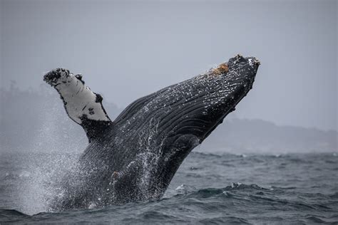 March 13 - Humpback Whale BREACHING bonanza! – Discovery Whale Watch