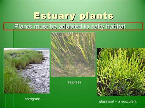 Estuaries - Main Page