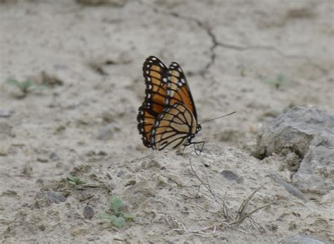 This Black and Orange Butterfly Is Not a Monarch But It Sure Looks Like ...