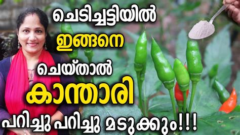 ചെടിച്ചട്ടിയിൽ കാന്താരി പറിച്ചു മടുക്കും!!!| Kanthari Chilli Farming in ...