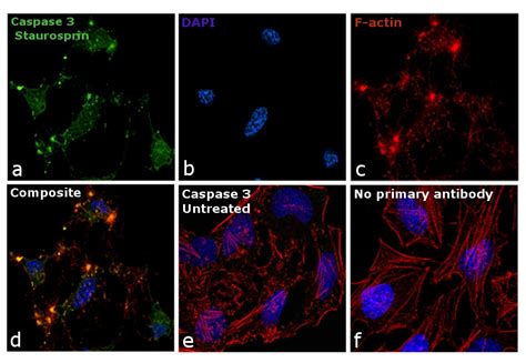 Caspase 3 Antibody (MA5-11521)