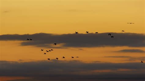 flock birds sunset sunrise flying formation Stock Footage Video (100% ...