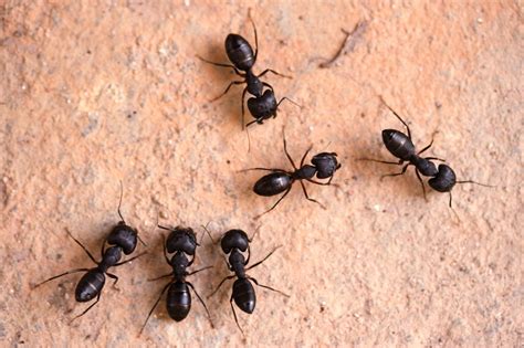 Ant Control Bergen County | Ant Exterminator Passaic County | Precise ...