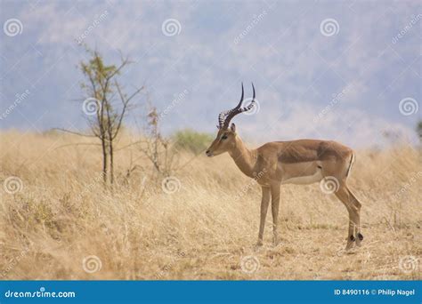 Impala in natural habitat stock photo. Image of male, mountain - 8490116