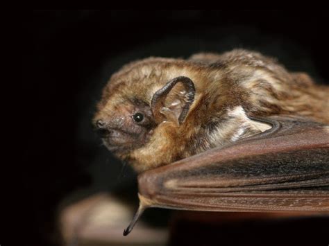 Hoary Bat Facts, Habitat, Diet, Lifespan, Adaptations, Pictures