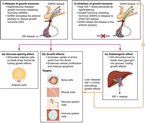 The Pituitary Gland and Hypothalamus | Anatomy and Physiology II