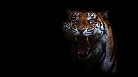 Photo Tigers Yawn Tongue Glance Animals Black background Staring ...