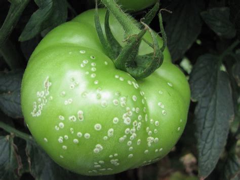 Tomato Bacterial Diseases — Bacterial Canker | Purdue University ...