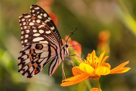 Butterfly Pollination