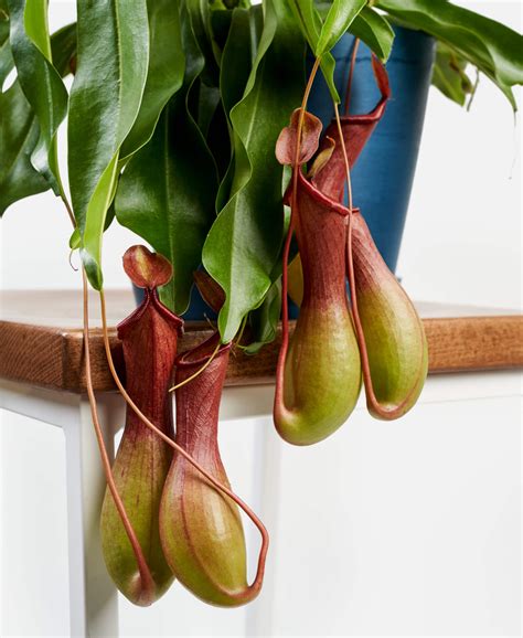 Carnivorous Plants 101: How to Care for Carnivorous Plants