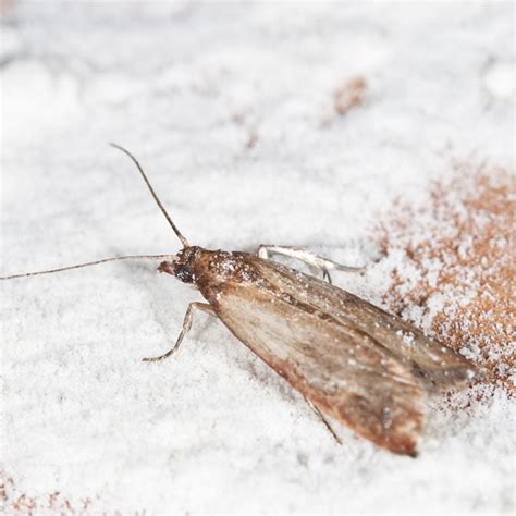 How to Get Rid of Pantry Moths | Planet Natural