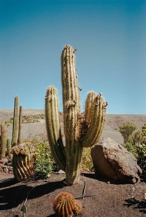 A group of cactus plants in a desert setting photo – Free Usa Image on ...