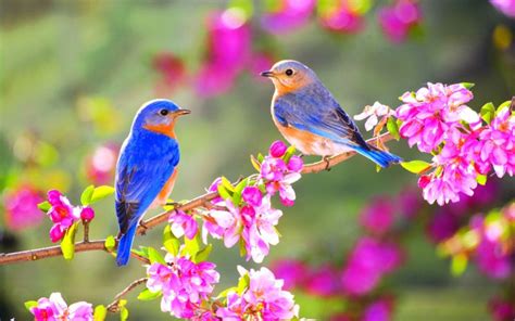 Bird Desktop Wallpapers - Top Free Bird Desktop Backgrounds ...