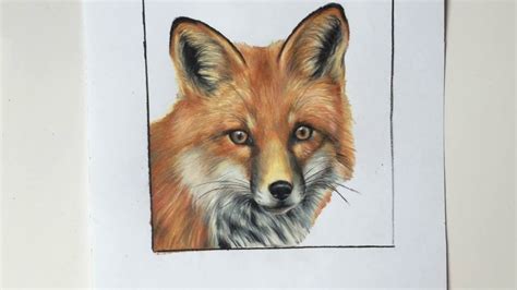 Fox Colored Pencil Drawing - YouTube