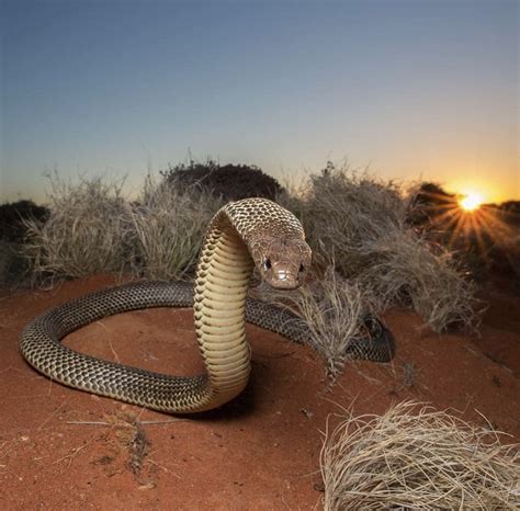 The Ten Most Venomous Snakes in Australia | Wildest