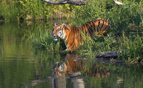 Sundarbans Travel Guide: Top 08 things to do for the best experience