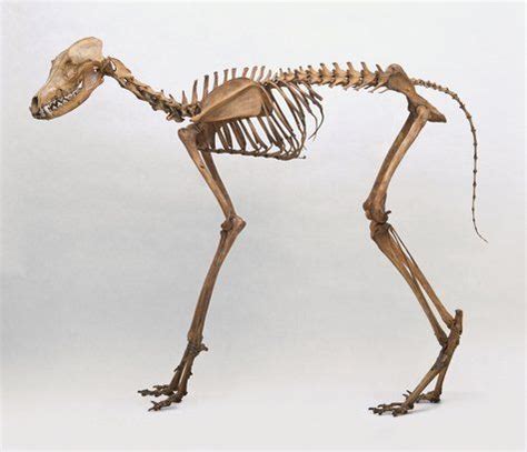 Maned Wolf skeleton | Maned wolf, Animal skeletons, Animal bones