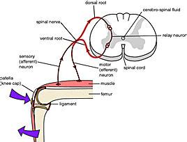 Patellar reflex - wikidoc